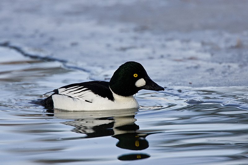 TC-Common Goldeneye Duck-D00865-00011.jpg :: Drake Common Goldeneye Duck on Pond