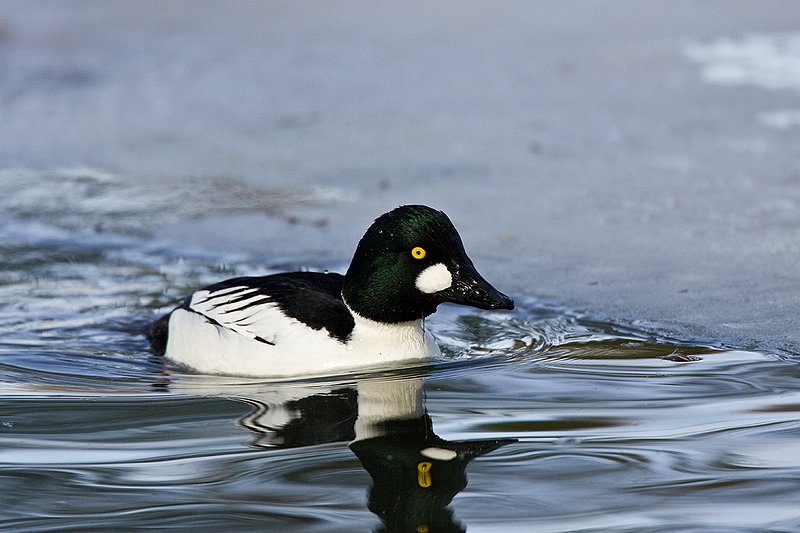 TC-Common Goldeneye Duck-D00865-00015.jpg :: Drake Common Goldeneye Duck on Pond