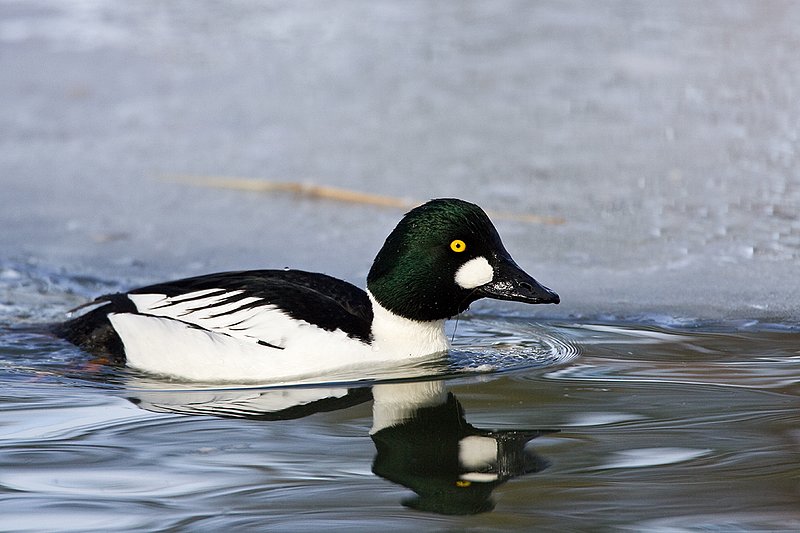 TC-Common Goldeneye Duck-D00865-00018.jpg :: Drake Common Goldeneye Duck on Pond