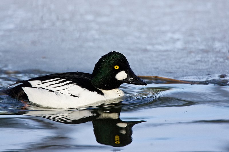 TC-Common Goldeneye Duck-D00865-00023.jpg :: Drake Common Goldeneye Duck on Pond