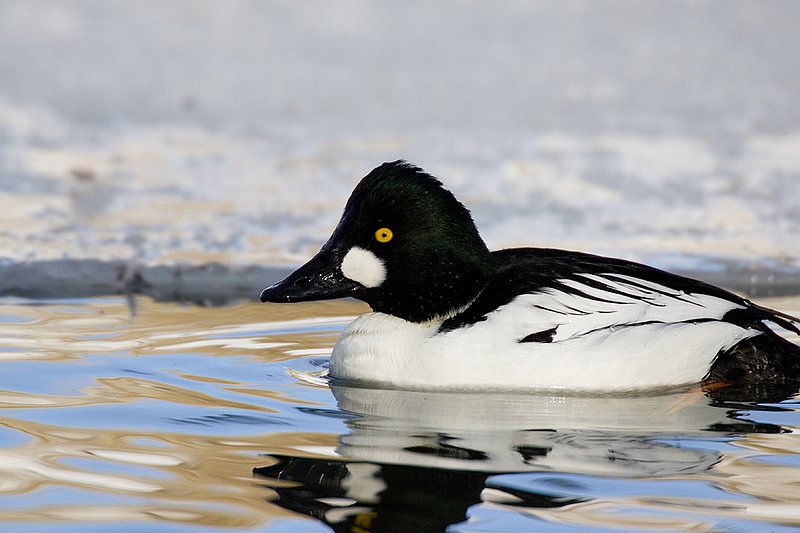 TC-Common Goldeneye Duck-D00865-00026.jpg :: Drake Common Goldeneye Duck on Pond