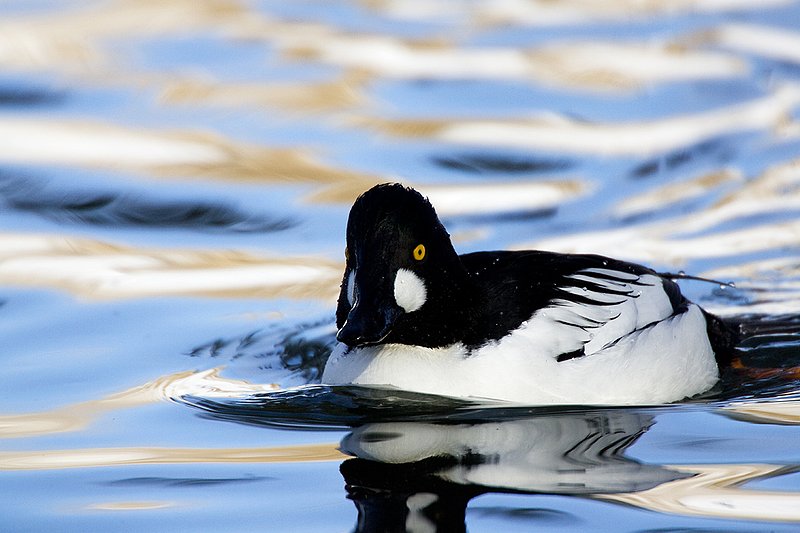 TC-Common Goldeneye Duck-D00865-00029.jpg :: Drake Common Goldeneye Duck on Pond