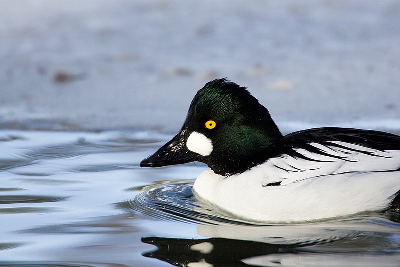 TC-Common Goldeneye Duck-D00865-00030.jpg :: Drake Common Goldeneye Duck on Pond