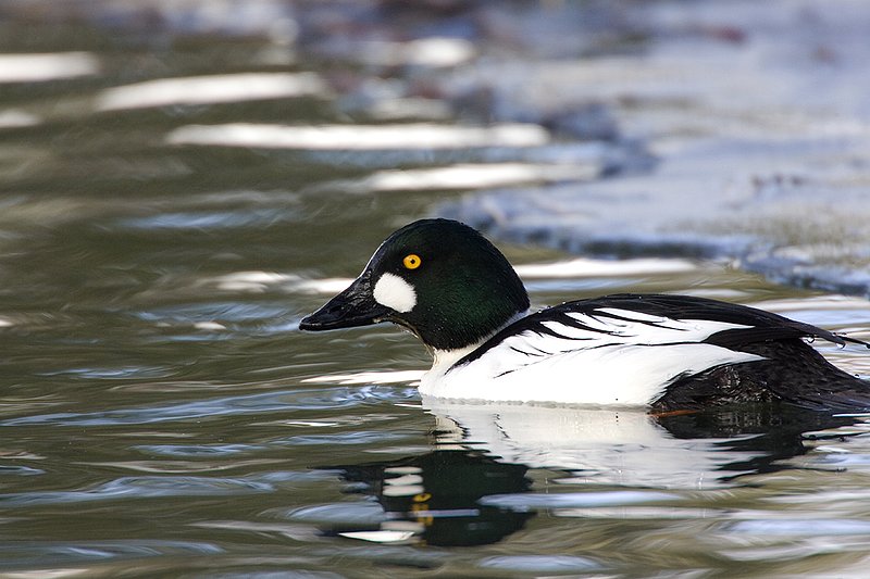 TC-Common Goldeneye Duck-D00865-00031.jpg :: Drake Common Goldeneye Duck on Pond