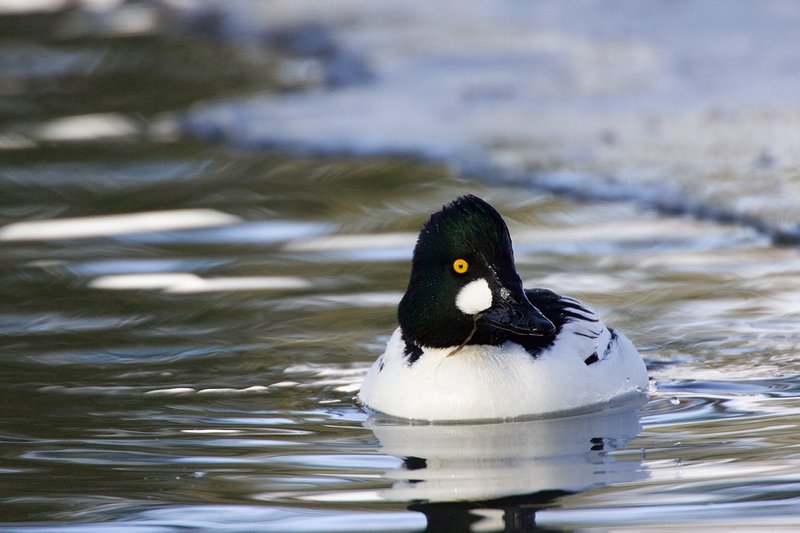 TC-Common Goldeneye Duck-D00865-00032.jpg :: Drake Common Goldeneye Duck on Pond