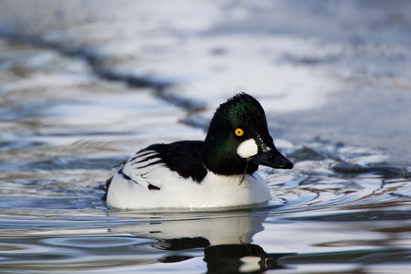 TC-Common Goldeneye Duck-D00865-00033.jpg :: Drake Common Goldeneye Duck on Pond