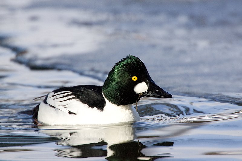 TC-Common Goldeneye Duck-D00865-00035.jpg :: Drake Common Goldeneye Duck on Pond
