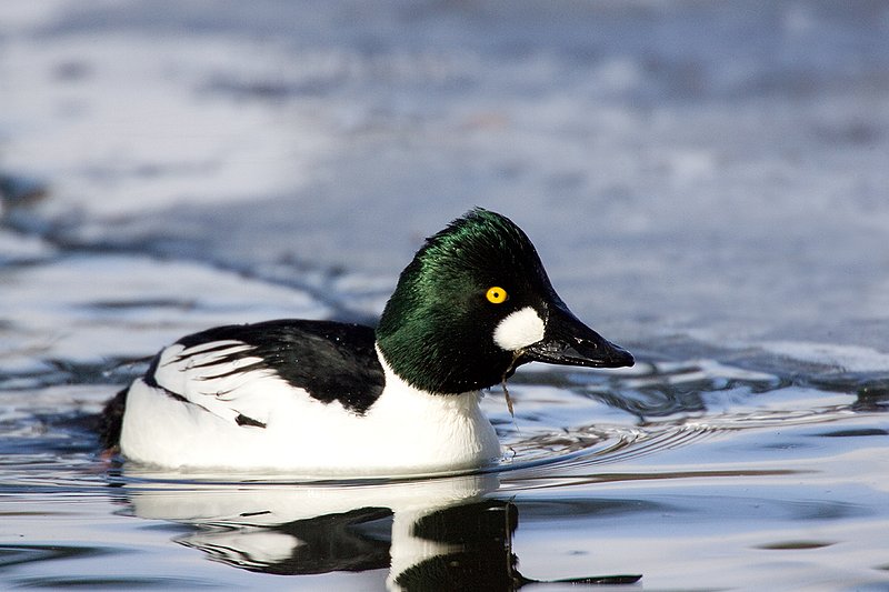 TC-Common Goldeneye Duck-D00865-00036.jpg :: Drake Common Goldeneye Duck on Pond