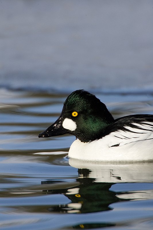 TC-Common Goldeneye Duck-D00865-00039.jpg :: Drake Common Goldeneye Duck on Pond
