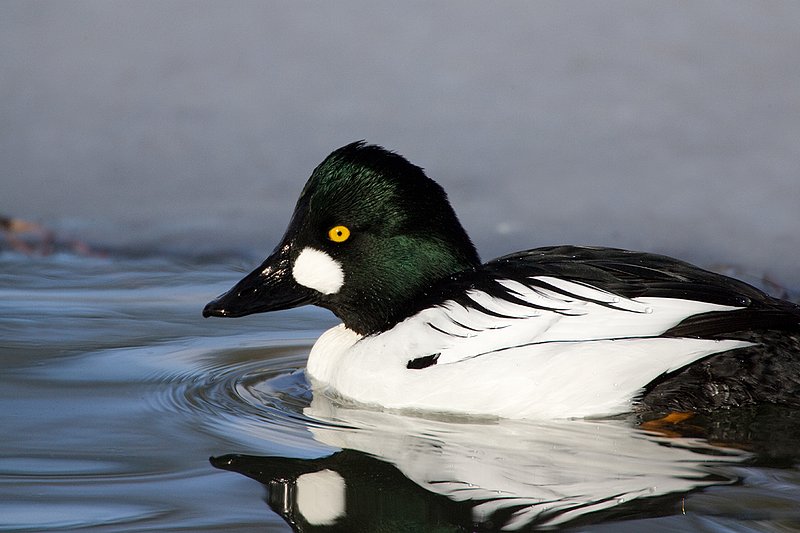 TC-Common Goldeneye Duck-D00865-00047.jpg :: Drake Common Goldeneye Duck on Pond