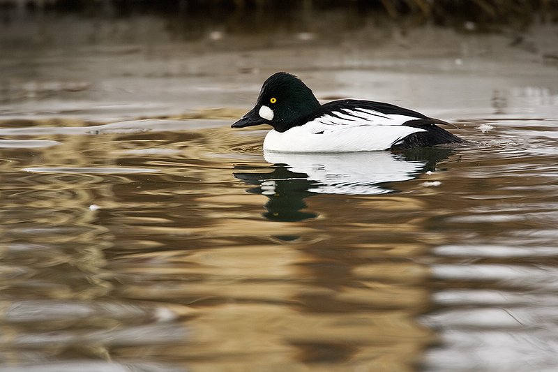 TC-Common Goldeneye Duck-D00865-00319.jpg :: Drake Male Common Goldeneye Duck on partially frozen pond