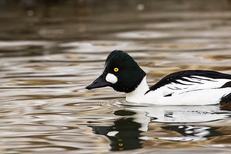 TC-Common Goldeneye Duck-D00865-00327.jpg :: Drake Male Common Goldeneye Duck on partially frozen pond