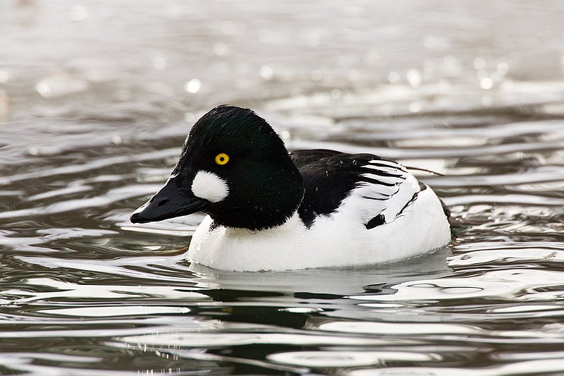 TC-Common Goldeneye Duck-D00865-00330.jpg :: Drake Male Common Goldeneye Duck on partially frozen pond