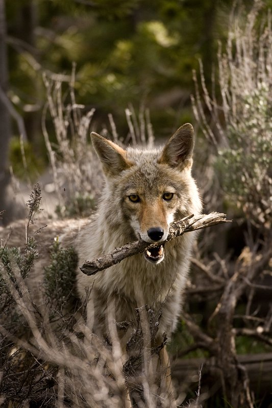 TC-Coyote-D00165-00002.jpg :: Coyote adult with a stick in his mouth
