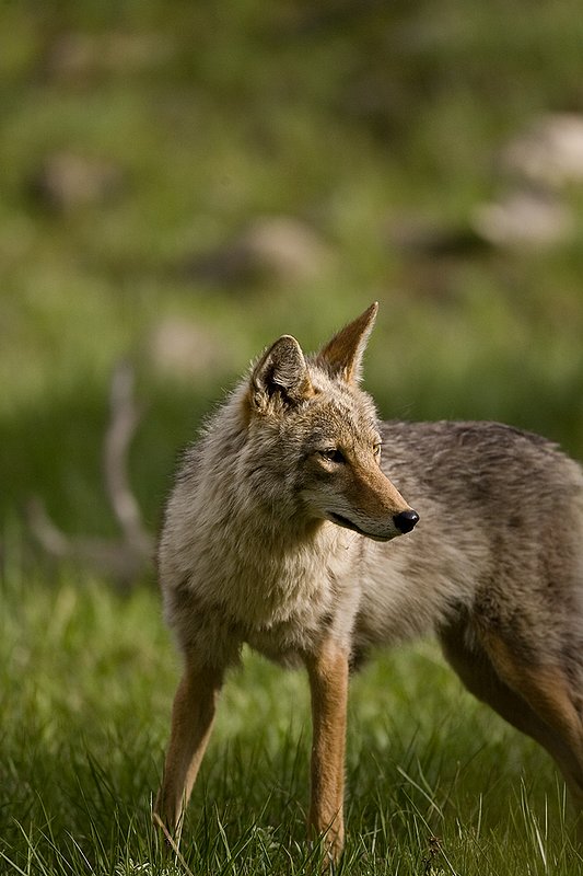 TC-Coyote-D00165-00006.jpg :: Coyote adult in open timber with intense look on his face
