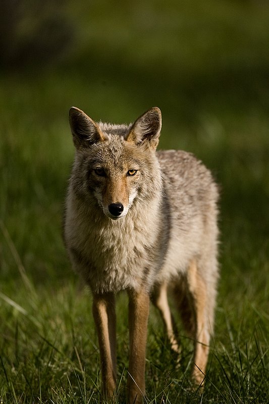 TC-Coyote-D00165-00007.jpg :: Coyote adult in open timber with intense look on his face