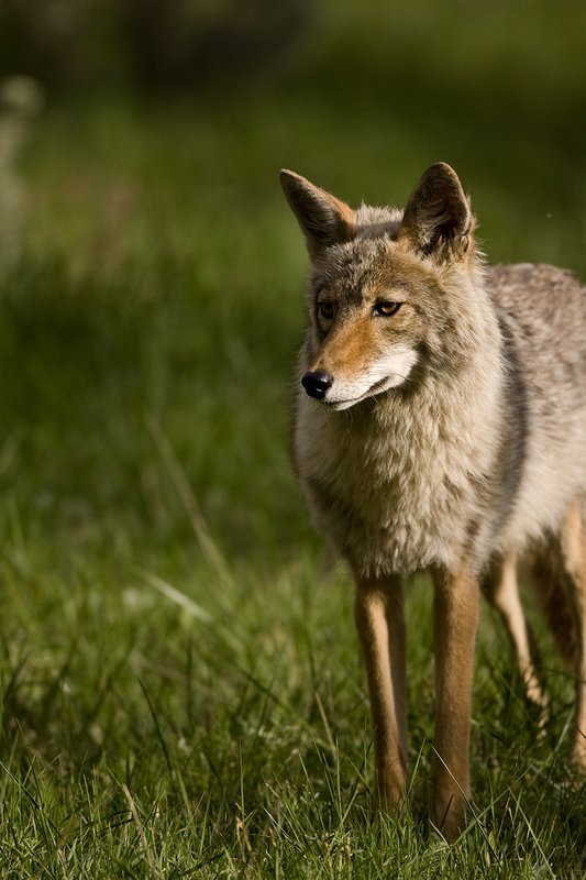 TC-Coyote-D00165-00008.jpg :: Coyote adult in open timber with intense look on his face