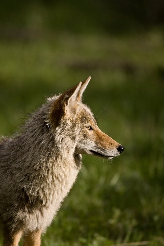 TC-Coyote-D00165-00014.jpg :: Coyote adult in open timber with intense look on his face