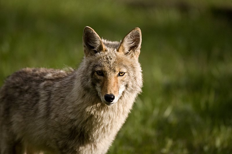 TC-Coyote-D00165-00022.jpg :: Coyote adult in open timber with intense look on his face