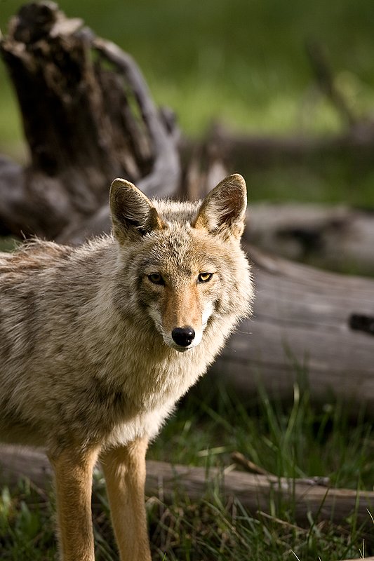 TC-Coyote-D00165-00023.jpg :: Coyote adult in open timber with intense look on his face