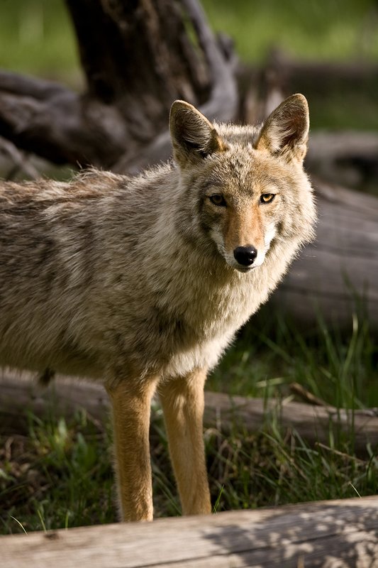 TC-Coyote-D00165-00027.jpg :: Coyote adult in open timber with intense look on his face