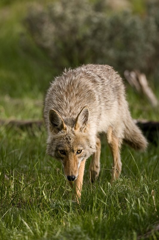 TC-Coyote-D00165-00030.jpg :: Coyote adult stalking prey straight on in open grassy meadow