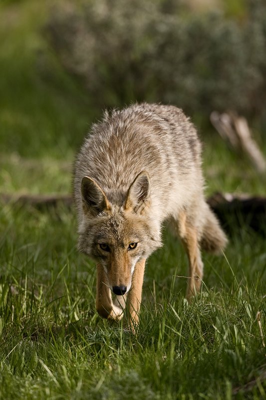 TC-Coyote-D00165-00031.jpg :: Coyote adult stalking prey straight on in open grassy meadow