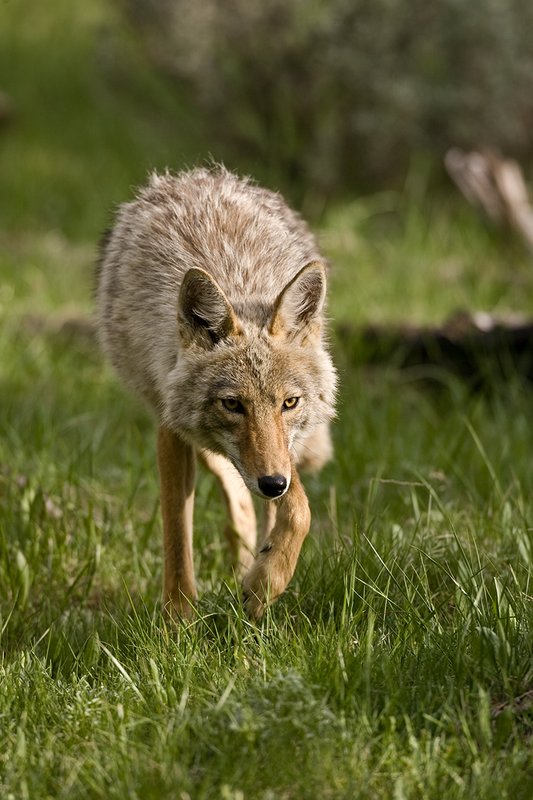 TC-Coyote-D00165-00032.jpg :: Coyote adult stalking prey straight on in open grassy meadow