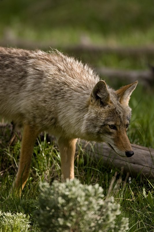 TC-Coyote-D00165-00035.jpg :: Coyote adult in open timber with intense look on his face