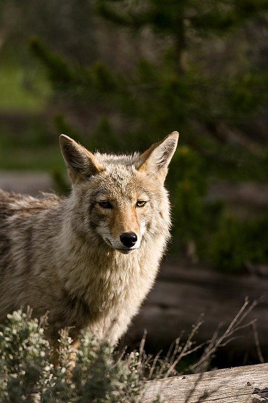 TC-Coyote-D00165-00039.jpg :: Coyote adult in open timber with intense look on his face