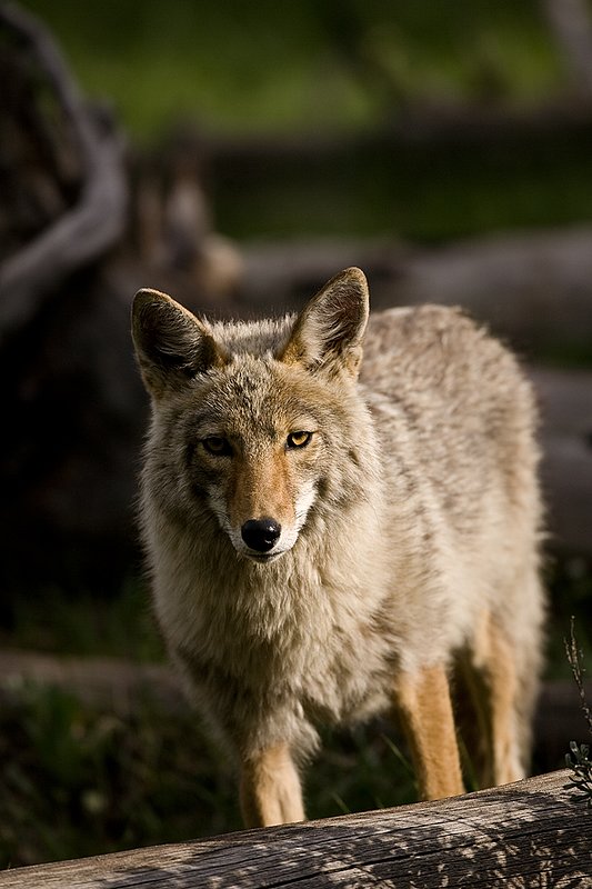 TC-Coyote-D00165-00045.jpg :: Coyote adult in open timber with intense look on his face