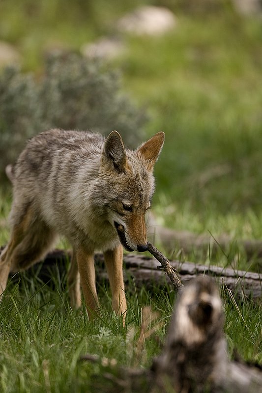 TC-Coyote-D00165-00047.jpg :: Coyote adult with a stick in his mouth