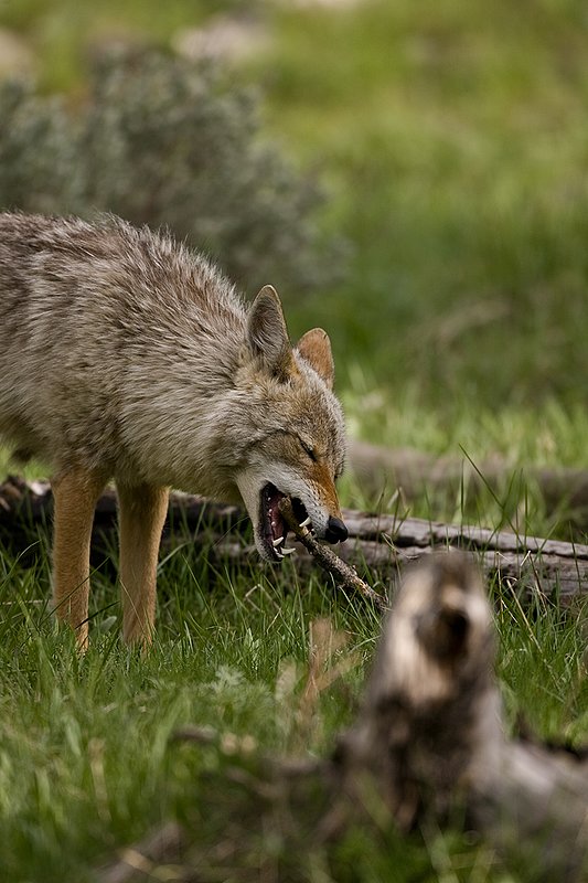 TC-Coyote-D00165-00050.jpg :: Coyote adult with a stick in his mouth