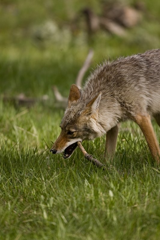 TC-Coyote-D00165-00051.jpg :: Coyote adult with a stick in his mouth