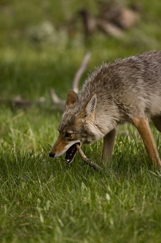 TC-Coyote-D00165-00053.jpg :: Coyote adult with a stick in his mouth
