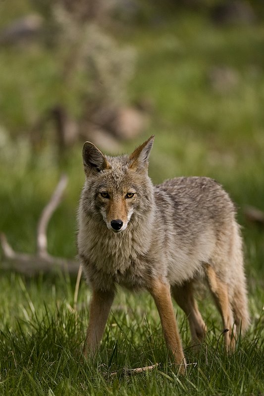 TC-Coyote-D00165-00054.jpg :: Coyote adult in open timber with intense look on his face