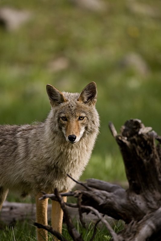 TC-Coyote-D00165-00057.jpg :: Coyote adult in open timber with intense look on his face