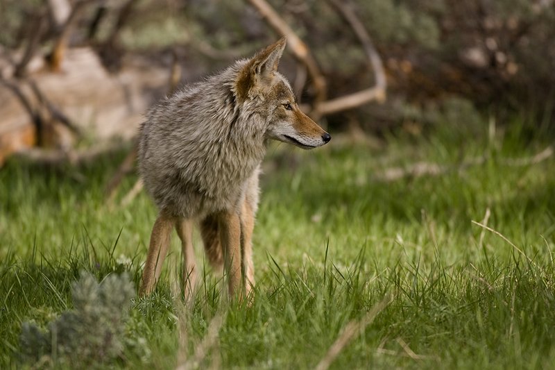 TC-Coyote-D00165-00059.jpg :: Coyote adult in open timber with intense look on his face