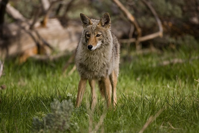TC-Coyote-D00165-00062.jpg :: Coyote adult in open timber with intense look on his face