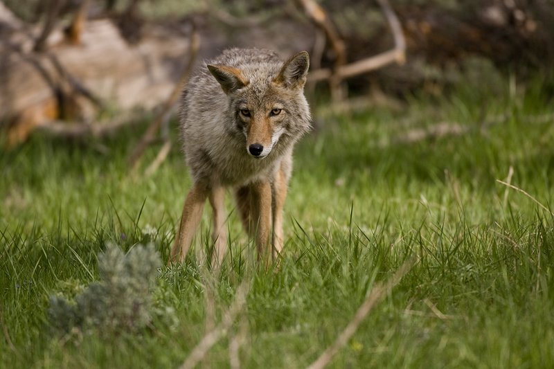 TC-Coyote-D00165-00068.jpg :: Coyote adult in open timber with intense look on his face