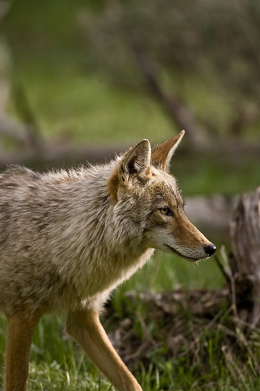 TC-Coyote-D00165-00069.jpg :: Coyote adult in open timber with intense look on his face