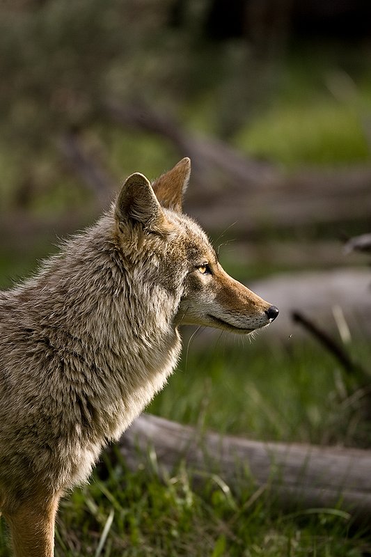 TC-Coyote-D00165-00071.jpg :: Coyote adult in open timber with intense look on his face