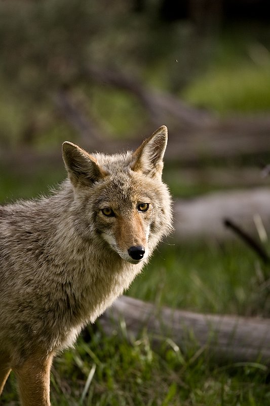 TC-Coyote-D00165-00074.jpg :: Coyote adult in open timber with intense look on his face