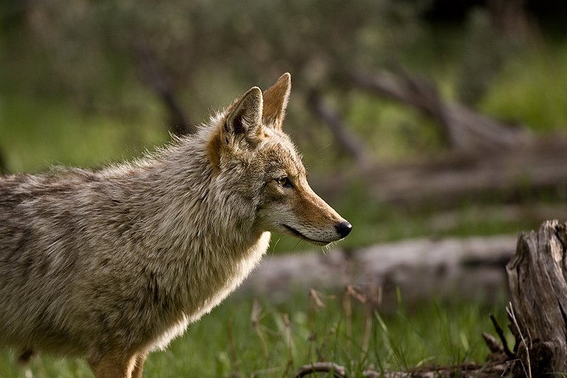 TC-Coyote-D00165-00078.jpg :: Coyote adult in open timber with intense look on his face