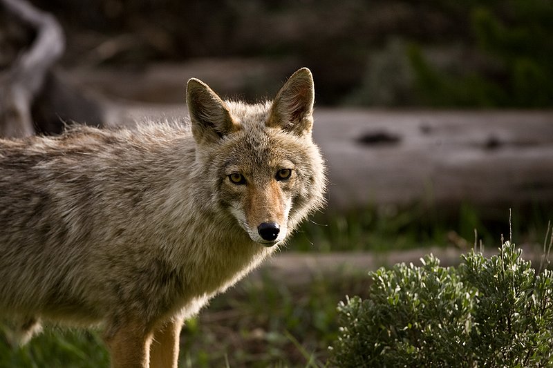 TC-Coyote-D00165-00081.jpg :: Coyote adult in open timber with intense look on his face