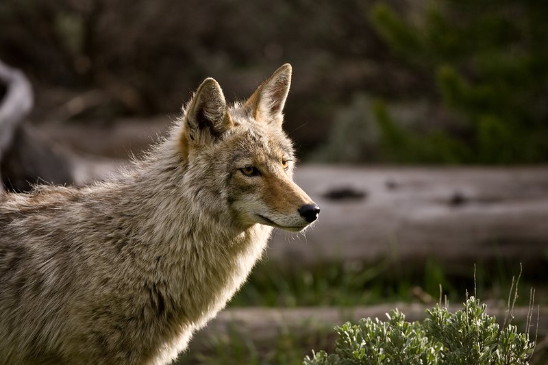 TC-Coyote-D00165-00084.jpg :: Coyote adult in open timber with intense look on his face