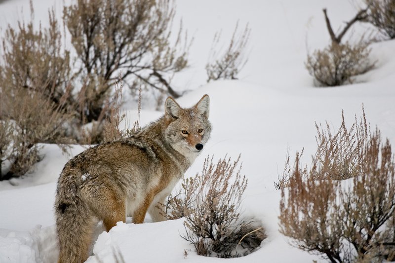 TC-Coyote-D00165-00085.jpg :: Adult coyote quartering away, stopped looking back over his shoulder while standing in open sage covered with snow