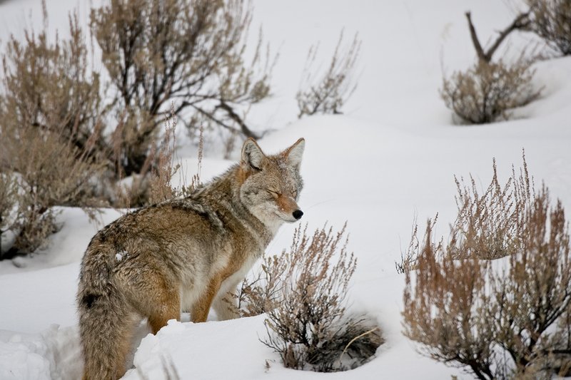 TC-Coyote-D00165-00086.jpg :: Adult coyote quartering away, stopped looking back over his shoulder (but shut his eyes) while standing in open sage covered with snow