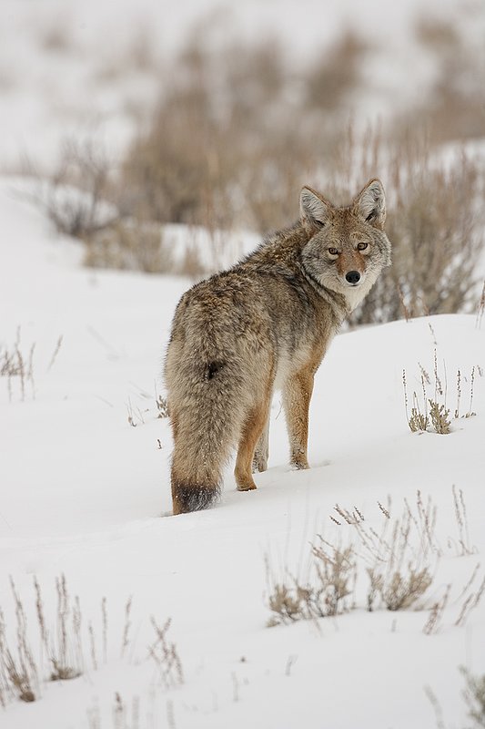 TC-Coyote-D00165-00087.jpg :: Adult coyote quartering away, stopped looking back over his shoulder while standing in open sage covered with snow
