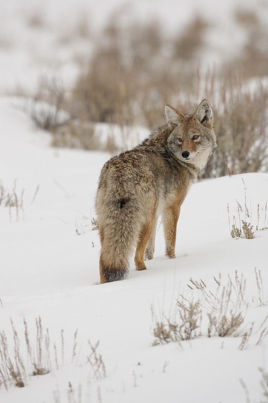 TC-Coyote-D00165-00095.jpg :: Adult coyote quartering away, stopped looking back over his shoulder while standing in open sage covered with snow